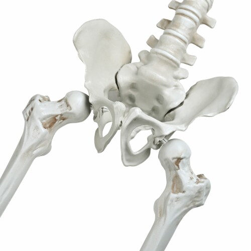 Yescom 5.4' FT Full Body Halloween Skeletons Props Decoration with Movable Joints 2 Pack Perspective: top