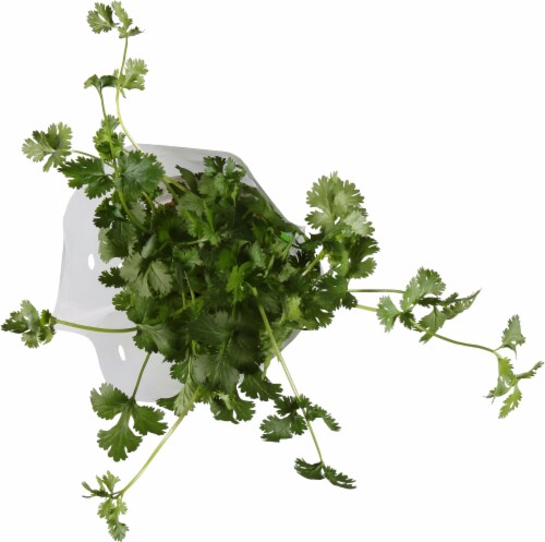 Soli Organic™ Italian Parsley Perspective: top