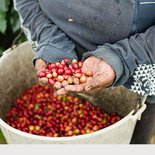 Premium Kaya Kopi Kona Mauna Loa Medium Roast Robusta Arabica Whole Coffee Beans 12oz Perspective: top