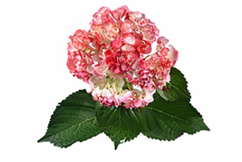 Airbrushed Pink/Purple Hydrangea Bouquet Perspective: top