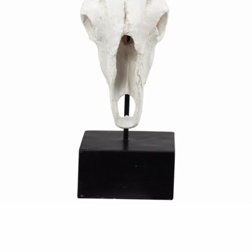 Wild & Beautiful Cow Skull, Resin- Saltoro Sherpi Perspective: top