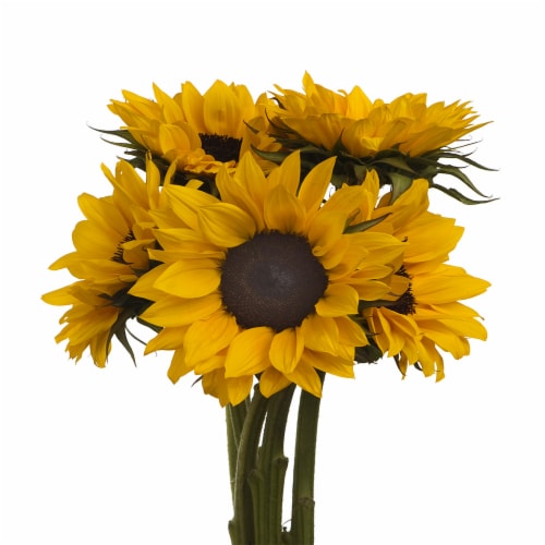 Fresh Cut Sunflowers Perspective: top