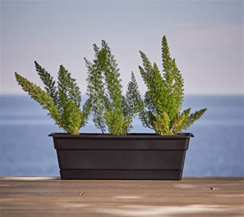 Bloem 30in Dura Cotta Window Box Terra Cotta DCBT30-46 Perspective: top