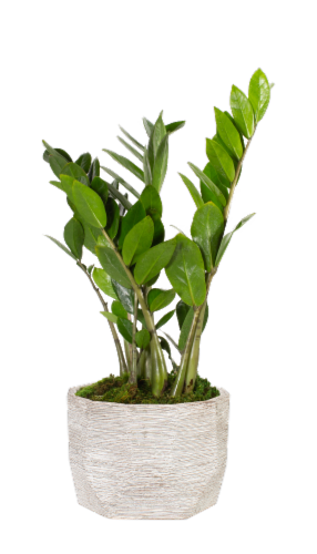 Monteverde Foliage House Plant Perspective: top