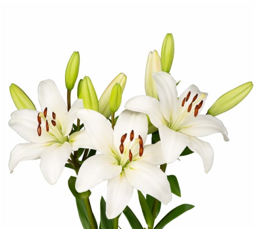 Tango-LA´s Lily Box Perspective: top