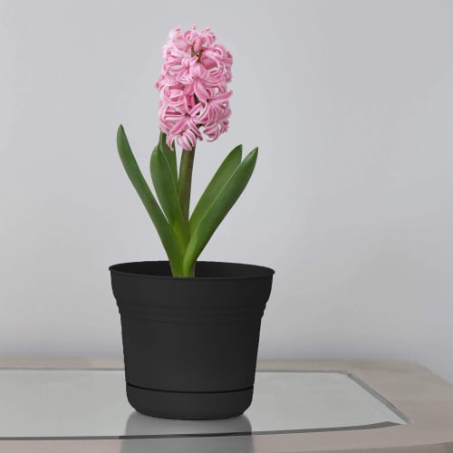 Bloem SP1000 Saturn Indoor Outdoor 10 Inch Planter Pot w/ Attached Saucer, Black Perspective: top