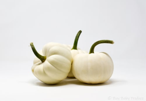 Pumpkin Patch Pals Casper White Ornamental Pumpkin Perspective: top