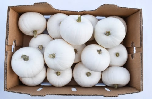 Bay Baby Produce Snowbaby Pumpkin - White, 1 ct - Kroger