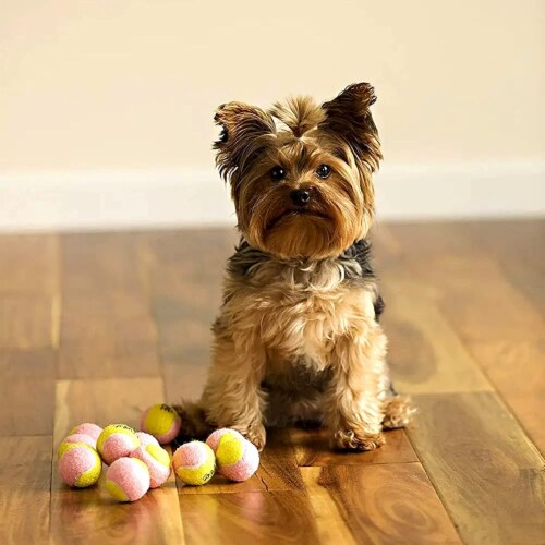 1.5 inch dog shop ball