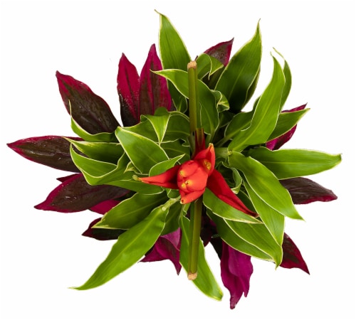 Cold Resistant Tropical ECB Bouquet Perspective: top