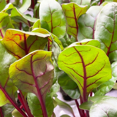 80 Acres Farms® Power Crunch Salad Blend Mix with Lettuce Kale Chard & Microgreens Perspective: top