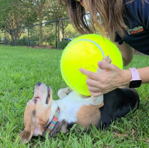 As Seen On TV Jumbo Pet Tennis Ball Perspective: top