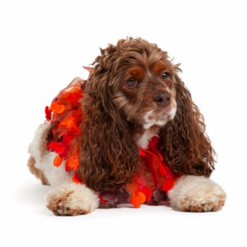 Midlee Thanksgiving Turkey Decorative Dog Collar (Medium) Perspective: top