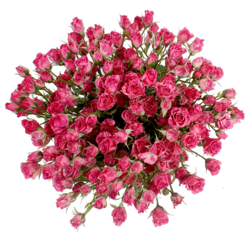 Big Bunch Spray Rose Perspective: top