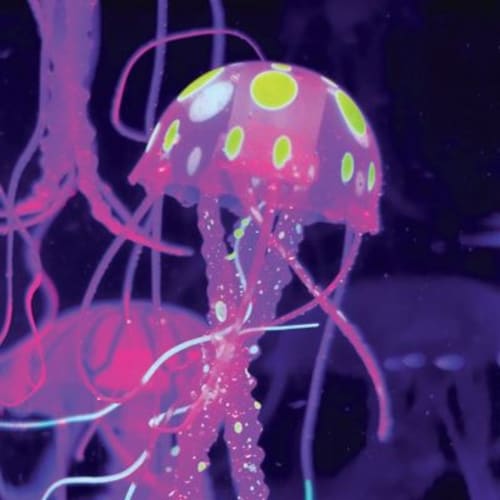 Discovery Kids #MINDBLOWN Jellyfish Aquarium Perspective: top