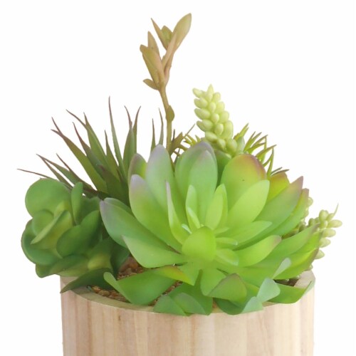 HD Designs Succulent in Round Wood Pot Perspective: top