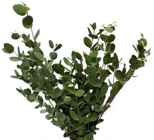 Eucalyptus Assortment Perspective: top