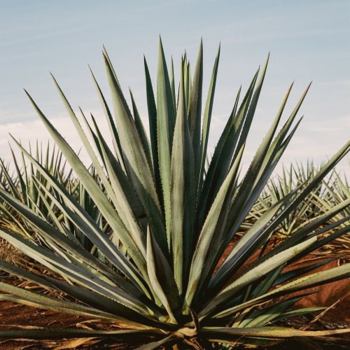 Tequila Ocho Anejo Single Estate La Estancia Perspective: top
