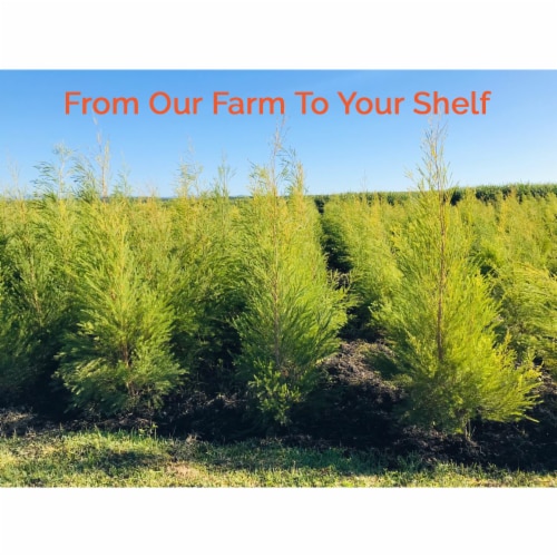 SOiL Organic Tea Tree Essential Oil (Melaleuca Alternifolia) 10ml Perspective: top