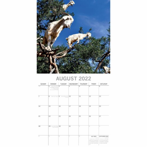 2022 Wall Calendar Goats in Trees Animals 12 x 12 in 16 Months with 180  Stickers, PACK - Harris Teeter