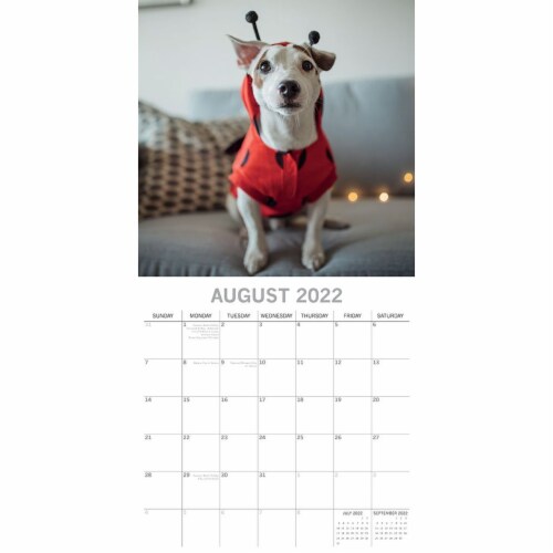 2022 Wall Calendar Dogs as Animals Funny Cosplay 12x12 , 16 Months with  Stickers, PACK - Kroger