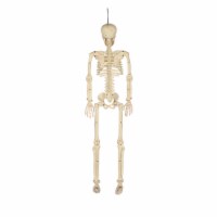 Holiday Home Poseable 36" White Skeleton Halloween Decor