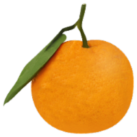 Mammoth Satsuma Tangerines