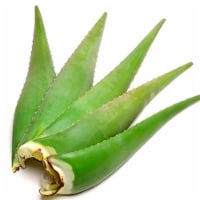 Aloe Vera Leaves Perspective: Main