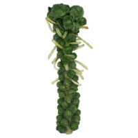 Brussels Sprouts - Stalk