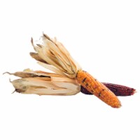Ornamental Corn