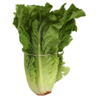 Red Leaf Romaine Lettuce