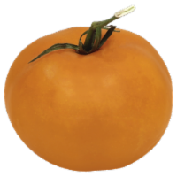 Orange Tomatoes