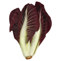 Red Belgian Endive Lettuce