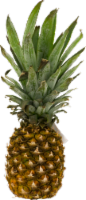 Small Pineapple