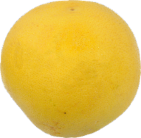 Large White Grapefruit