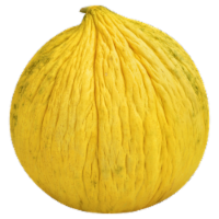 Casaba Melon Perspective: Main