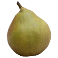 Seckel Pear