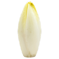 Belgian Endive Lettuce