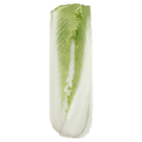 Medium Green Cabbage