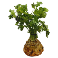 Celery Root - Bulk