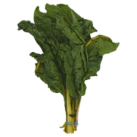 Rainbow Swiss Chard