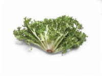 Endive Lettuce