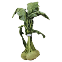 Kohlrabi Lettuce