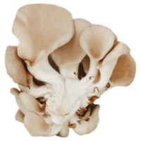 Oyster Mushrooms