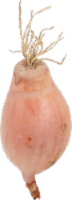 Shallots