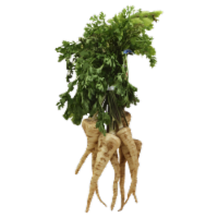 Parsley Roots