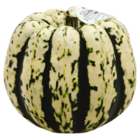 Squash