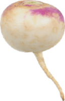Turnip