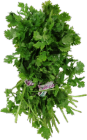 Cilantro
