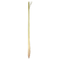 Lemon Grass